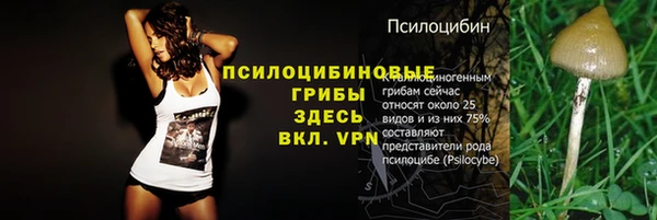 гашик Дмитров